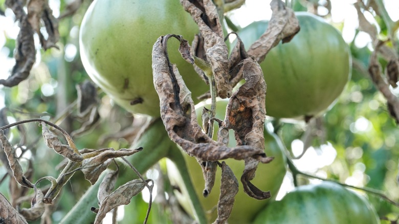 Unripe green tomatoes on the vine with dried leaves in garden setting.