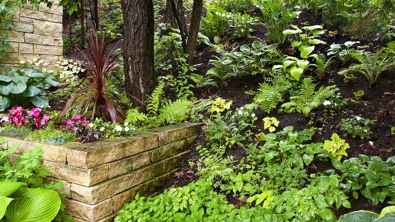 View of various plants growing in a shade garden