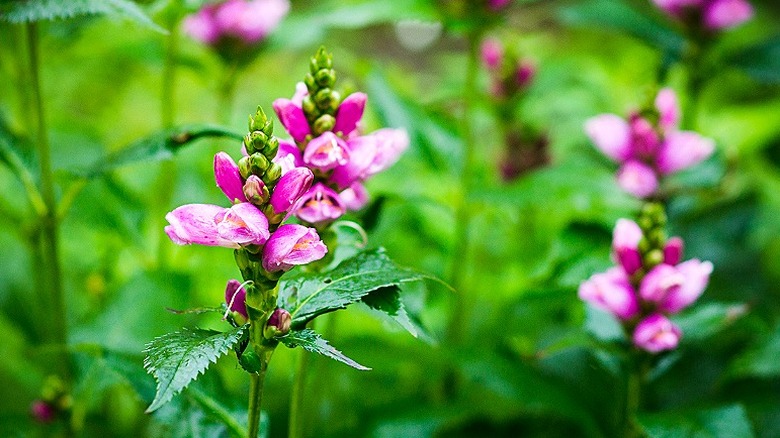 A rose-pink column of turtle head flowers in sharp in the foreground, with several blurrier ones behind
