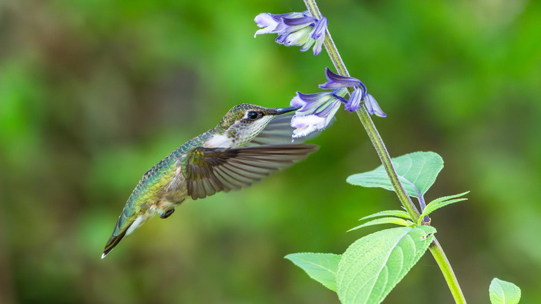 A hummingbird feeding from salvia