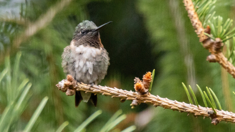 A hummingbird perched in an evergreen tree