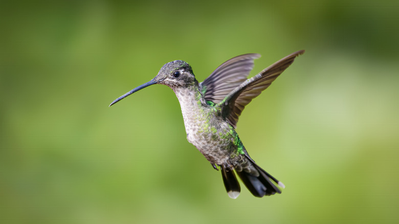 A grey hummingbird flying in the air