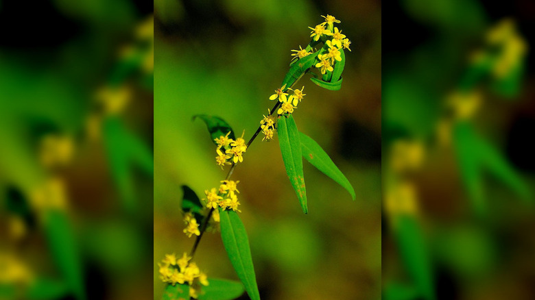 Yellow bluestem goldenrod flowers with green leaves