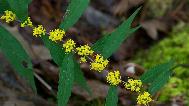 Yellow bluestem goldenrod flowers on long stem with green leaves