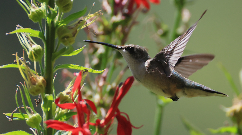 A hummingbird with red flowers