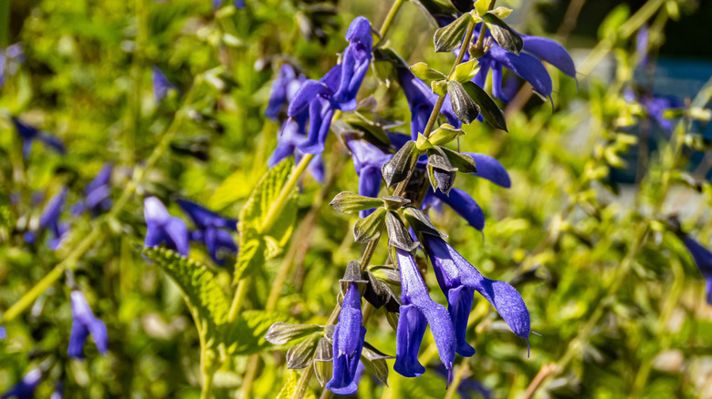 Close-up of blue anise sage in the garden.