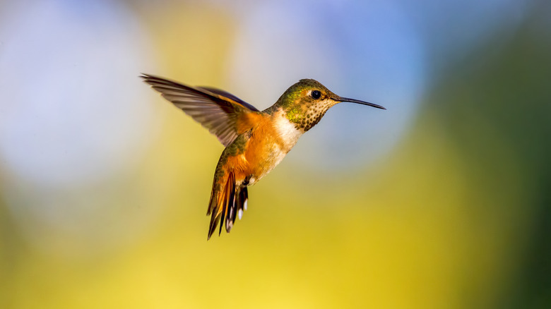 Hummingbird hovering in air