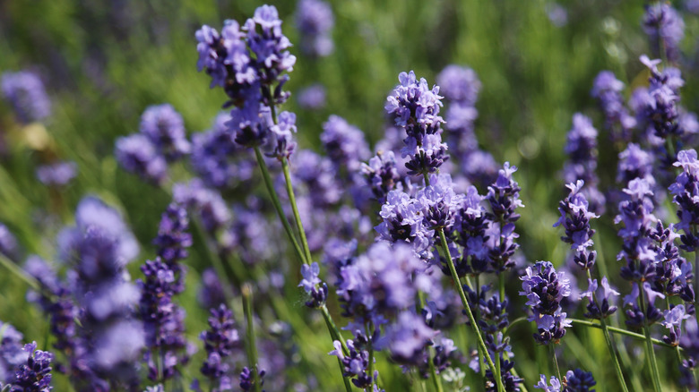 Purple lavender flower blooms on green stems
