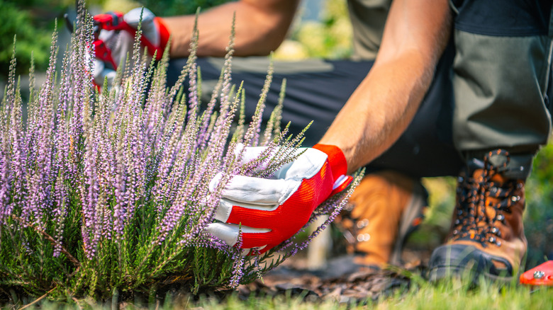 A gardener with pruning shears and gloves kneeling next to a small lavender plant