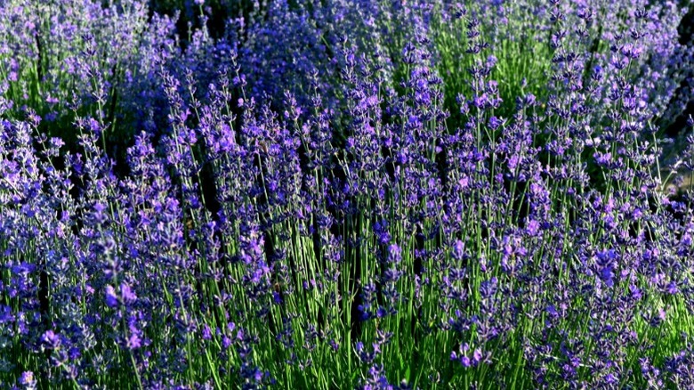 Colorful flowering lavender.