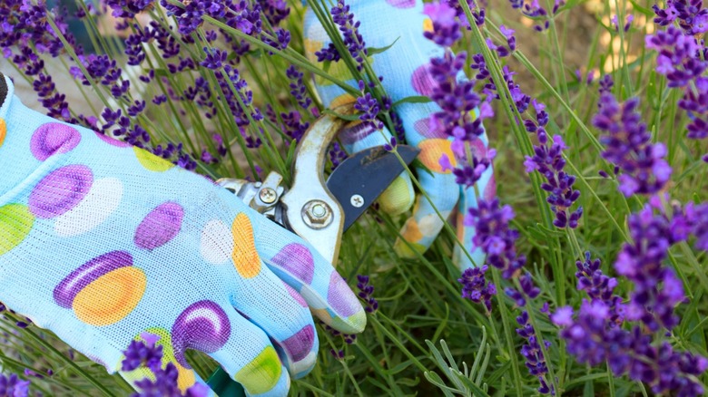 Gardener pruning lavender plants in the garden.