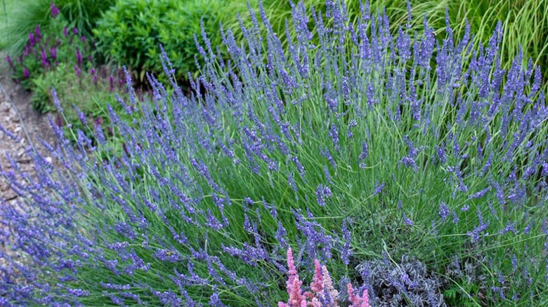 'Phenomenal' Lavender bush in a garden with other flowers