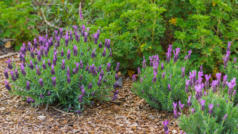 Spanish lavender mounds surrounded by wood mulch
