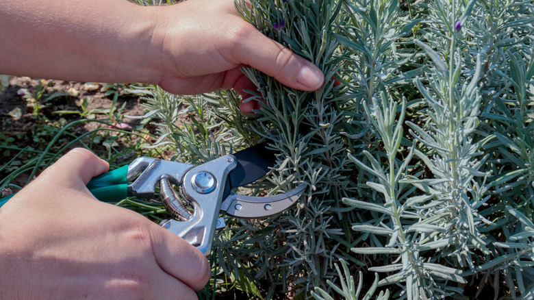 Man's hand holding lavender stems and pruning with green garden shears