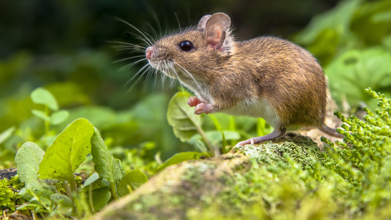 mouse in backyard