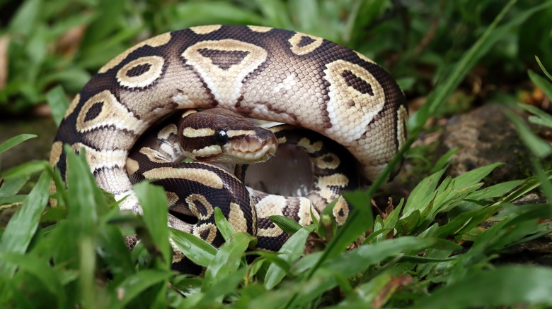 Snake in grass