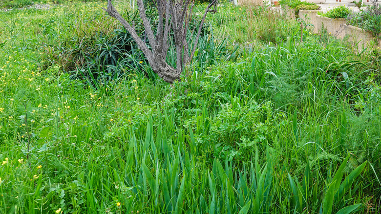 Unkempt grass-grown lawn
