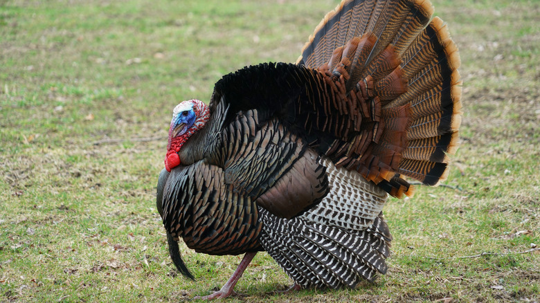 Turkey in lawn