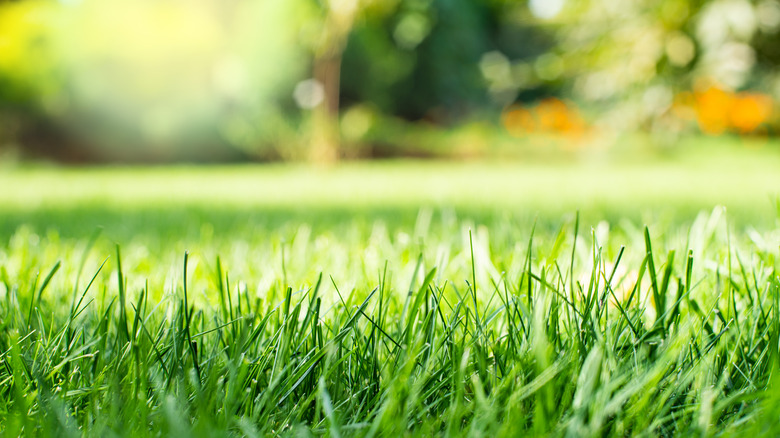 lush green lawn