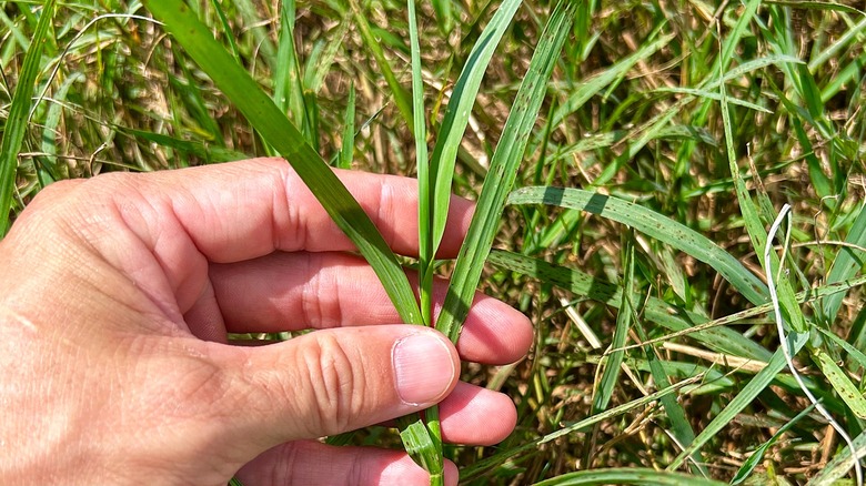 A close-up photo of hand holding blades of Bermuda grass that's grown at least 3 inches