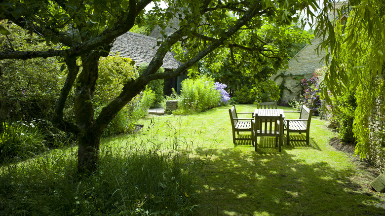 Backyard with natural habitat 