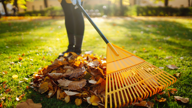 person raking yard leaves into a pile on the grass