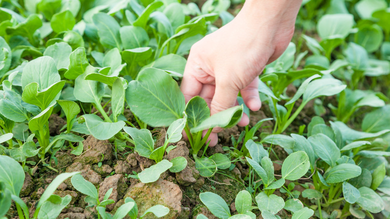 person harvesting bok choy
