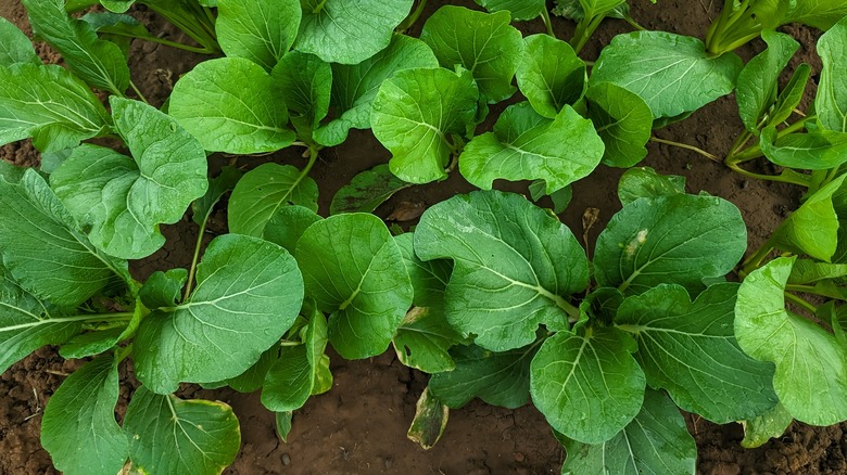 Brassica juncea mustard plant growing in a garden