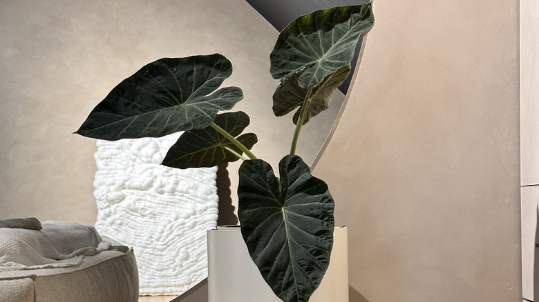 A plant seated in front of a limewash wall