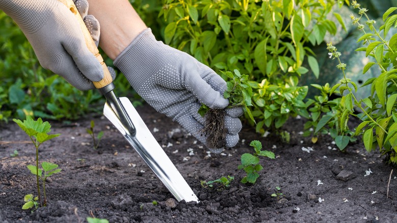 Person removing weed from garden