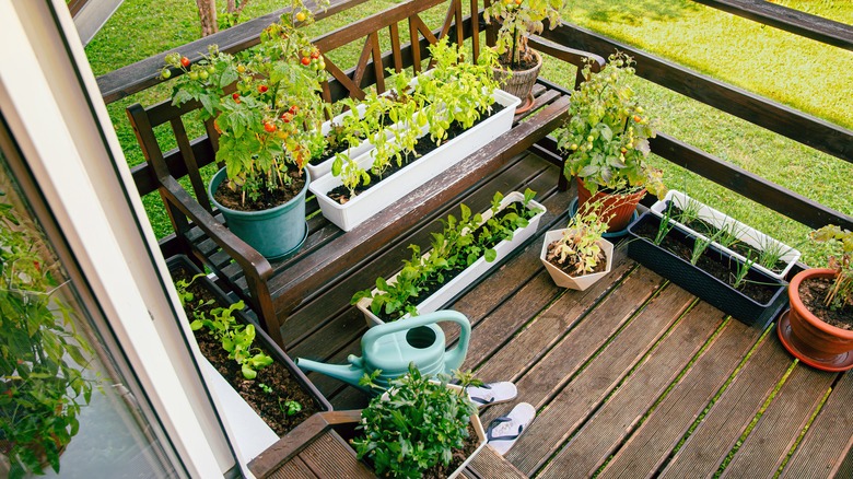 A vegetable container garden