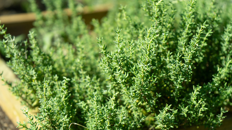 Thyme growing in a garden