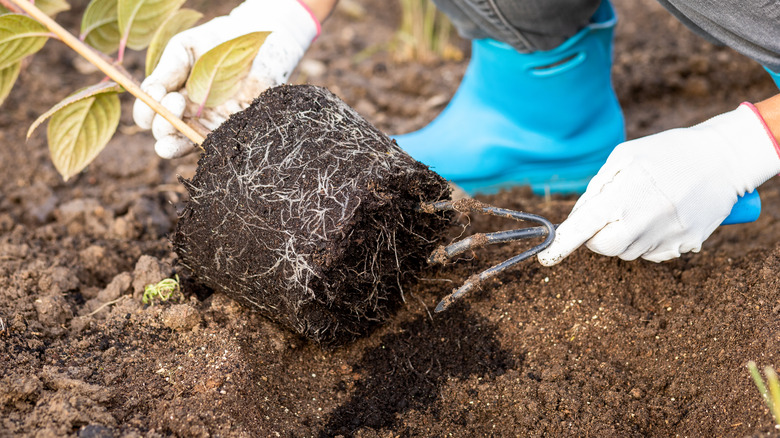 Person inspecting damaged plant roots