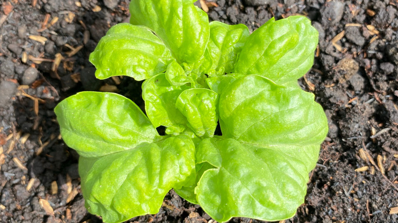 lettuce leaf basil grows out of some chunky soil.