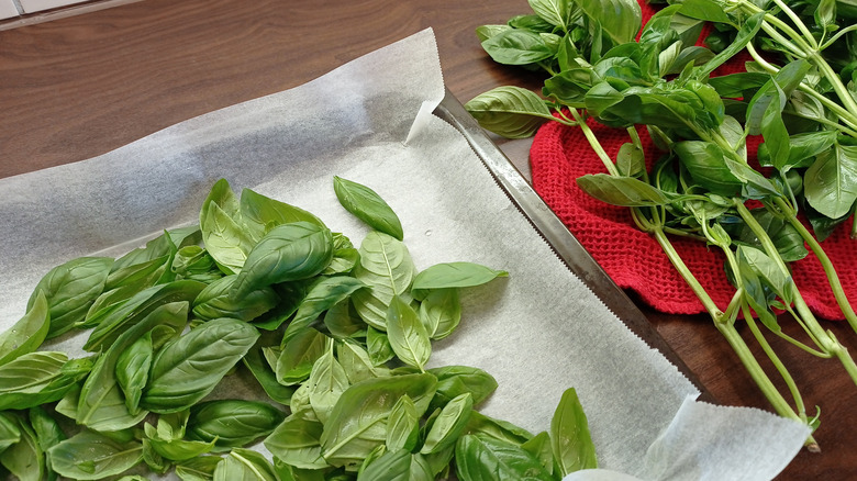 basil leaves pulled apart and left on an oven tray.