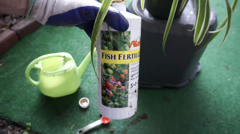A gardener uses a liquid fish fertilizer to water their spider plant.