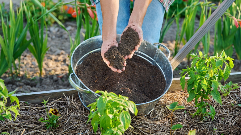 A gardener holds dark, finished compost in their hands above a metal bucket as they apply it to a garden bed.