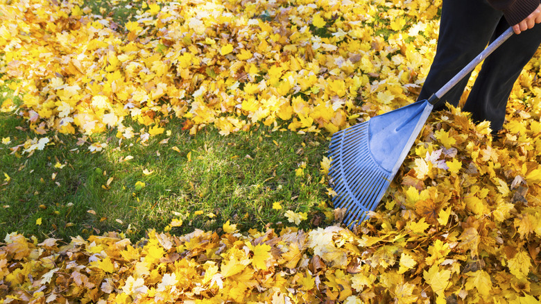 A person rakes yellow leaves to reveal green grass underneath.