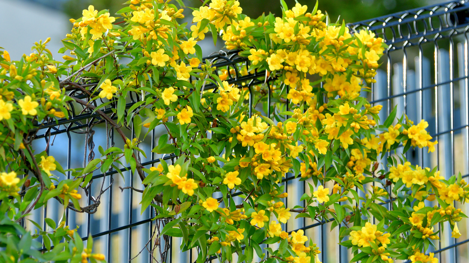 The Lesser-Known Yellow Flowering Vine That's Similar To Carolina Jessamine  And Blooms Twice A Year, image size:1600x900