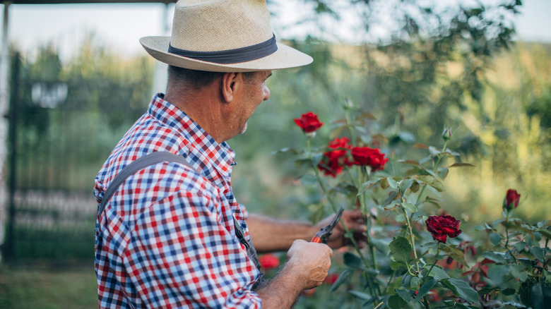 Man prunes rose bush