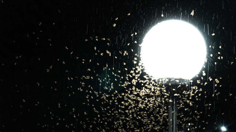 Countless moths and other flying insects swarm around a lamp at night.