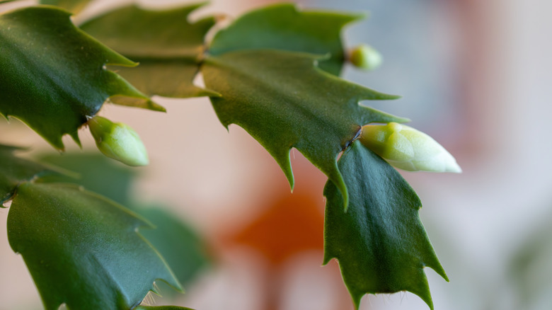A Thanksgiving cactus shows off small white flower buds.