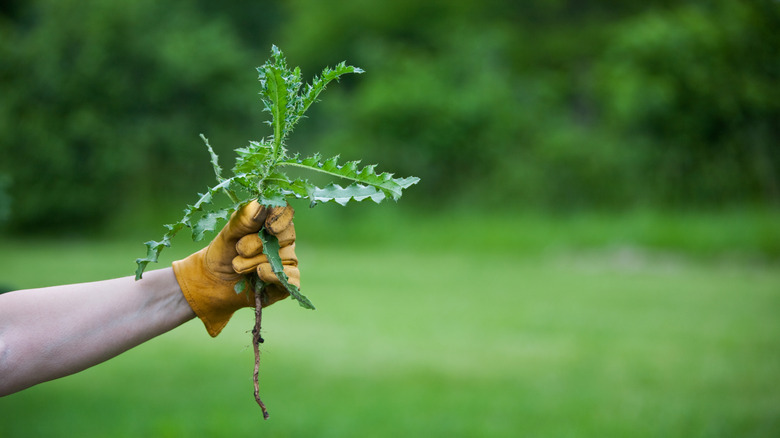 a person with gloves holds onto a freshly pulled thistle weed