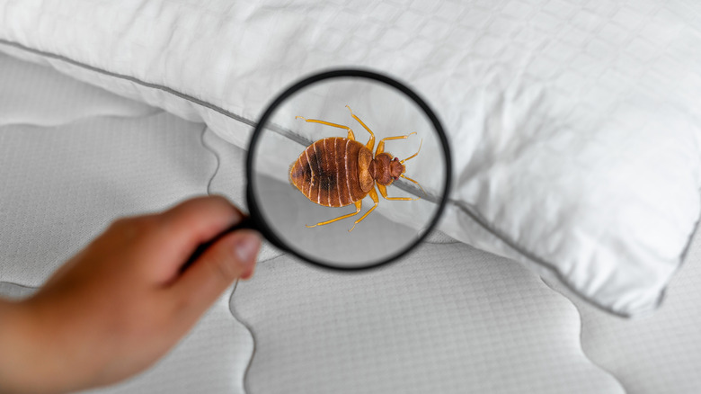 Magnifying glass detecting bed bugs on a mattress