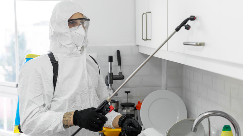 pest control in kitchen