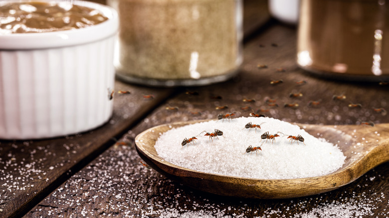 ants on spoon full of sugar