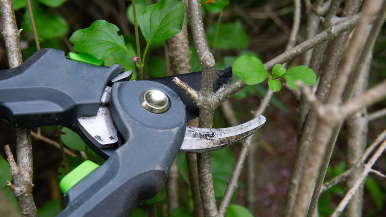Closeup of pruning back branches from a lilac bush