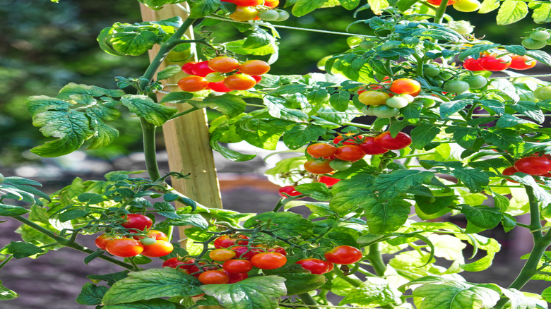 Cherry tomatoes grow on a string trellis