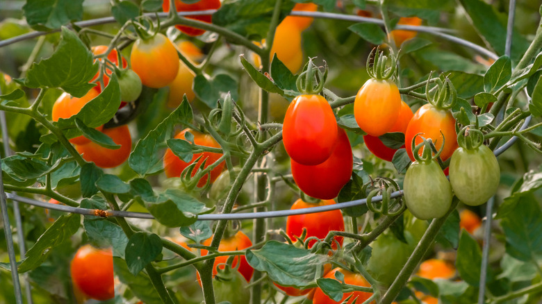 Grape tomatoes grow with the support of a tomato cage