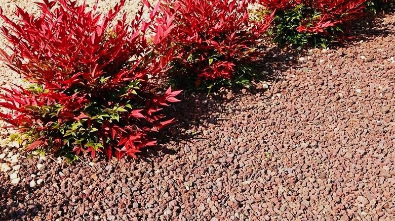 Pozzolana serves as mulch next to a row of shrubs.